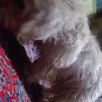 سگ پا کوتاه بفروش میرسد2700|سگ|بیرجند, |دیوار