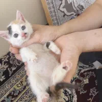 بچه گربه