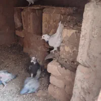 کفتر توقی