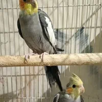 دوجفت عروس هلندی