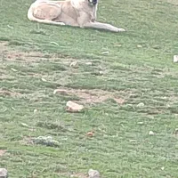 سگ گله بسیار باهوش