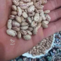 لوبیا چیتی پایه کوتاه