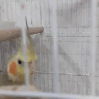 عروس هلندی جوجه