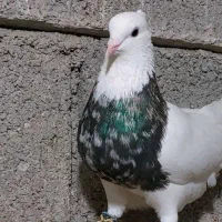 کفتر سالم به شرط پرش