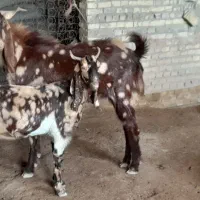 بز،افقانی نر،وماده،ابستن،جون