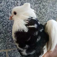 کبوتر طوقی