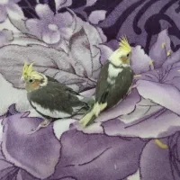 جوجه عروس هلندی|پرنده|رضوانشهر, |دیوار
