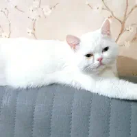 واگذاری گربه پرشین اسکاتیش نژاد دار|گربه|بم, |دیوار