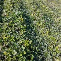 نهال‌کاماروس خان ببین