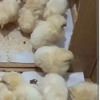 تعدادی جوجه