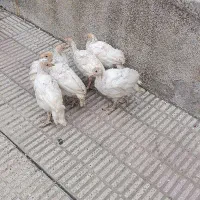 جوجه بوقلمون