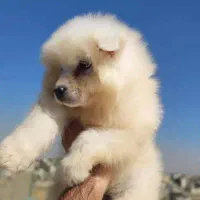 توله سامویید|سگ|محلات, |دیوار
