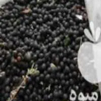 بذر پالم درجه یک|گل و گیاه طبیعی|شیراز, شهرک گلستان|دیوار