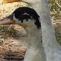 اردک پکنی|حیوانات مزرعه|شاهدشهر, |دیوار