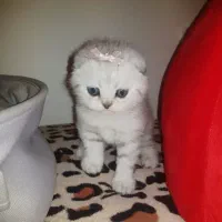 توله اسکاتیش