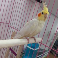 عروس هلندی نژاد لتینو،رام و دوست داشتنی|پرنده|تهران, وحیدیه|دیوار