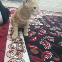واگذاری گربه