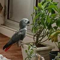 کاسکو کاملا اهلی.