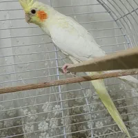 عروس هلندی گلباقالی و لوتینو|پرنده|تهران, تهرانسر شمالی|دیوار