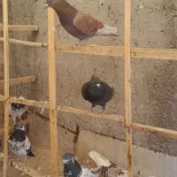 پرنده|پرنده|میانه, |دیوار