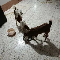 بزنر ماده