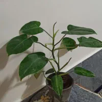 گل فیلدندرون