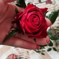 کشاورز|گل و گیاه طبیعی|آمل, |دیوار