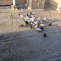 کفتر پاپر.سرور.مهر|پرنده|قم, پردیسان|دیوار
