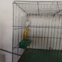 تعدادی قناری جیبر -رسم-یکسر نروماده همگی سالم پاک