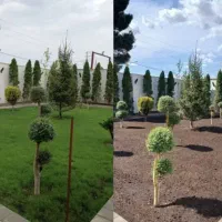 خدمات باغبانی گلکاری باغچه کاری تعویض خاک گلدون گل|خدمات باغبانی و درختکاری|تهران, شهرک غرب|دیوار