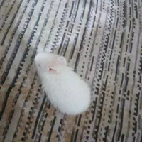 بچه خرگوش|موش و خرگوش|اهواز, معین زاده|دیوار