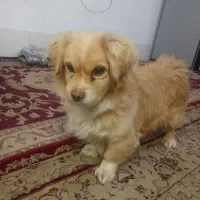 سگ پا کوتاه