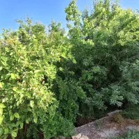 فروش خانه باغ بیضا نیمه کار|فروش زمین و ملک کلنگی|بیضا, |دیوار