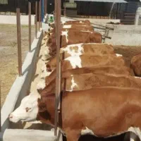 گوساله های خلوص بالا میدان ترکمن