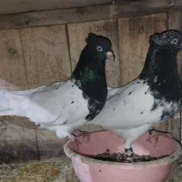 کبوتر رنگی کله سیاه جفت