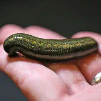 فروش زالو درجه یک|خزنده|یزد, |دیوار