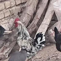 خروس