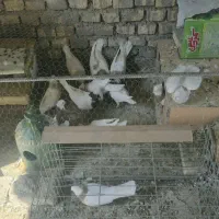 طوقی