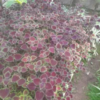 تعدادی گل طبیعی|گل و گیاه طبیعی|زنجان, |دیوار