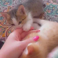 گربه ی ۳ ماهه ماده رایگان