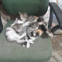 واگذاری گربه