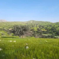 بز میش گوسفند کهره بره داشتی قوچ پازن و....