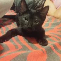 واگذاری رایگان بچه گربه