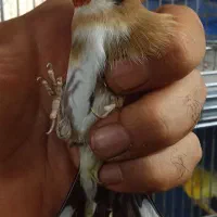 جوجه سهره|پرنده|تهران, اتابک|دیوار