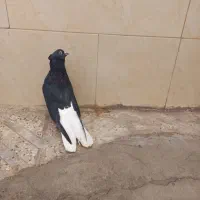 زیل دم سفید نر