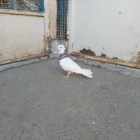 نرطوقی