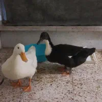 یک جفت اردک ارگانیک محلی تخمگذار