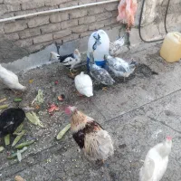 مرغ خروس گلین