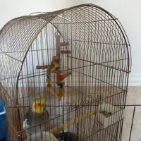 فروش عروس هلندی