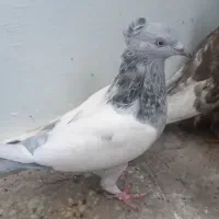 کفتر سینه سبز